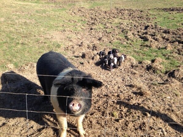 Poots babies