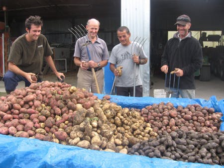 Potatoe harvest 7 1