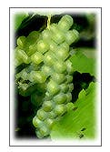 Riesling art