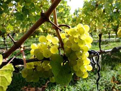 Riesling grapes