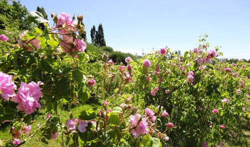 Rose 2011 1