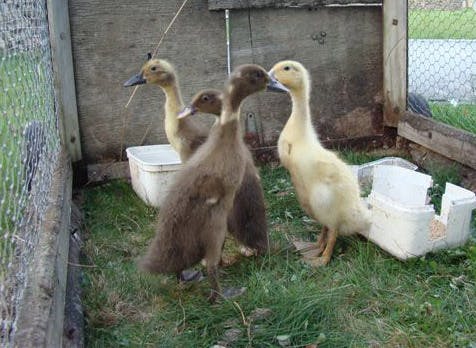 Runnerducks