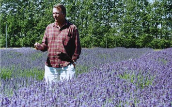 Sam in lavender sm