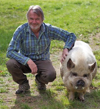 Sam pig