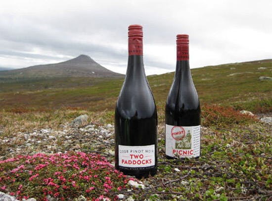 Scand pinot