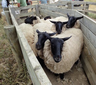 Shearing 1