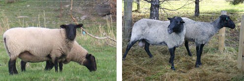 Sheep catastrophe