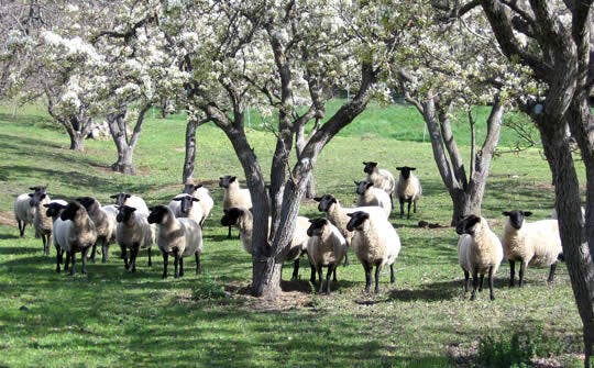 Sheep1