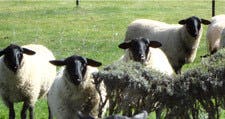 Sheepvtractor