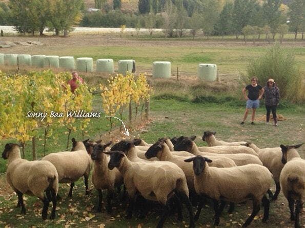Sonny baa