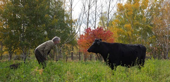 Talkingtocows
