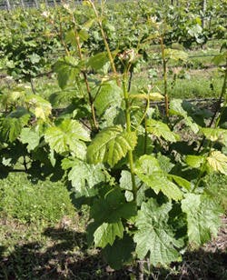 Thinning1