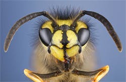 Wasp