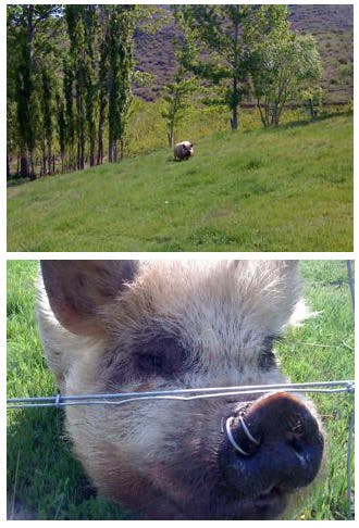 Winsom pigs
