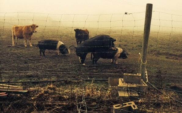 Winterlove pigs